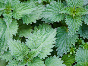 MASSA FRESCA DE URTIGAS