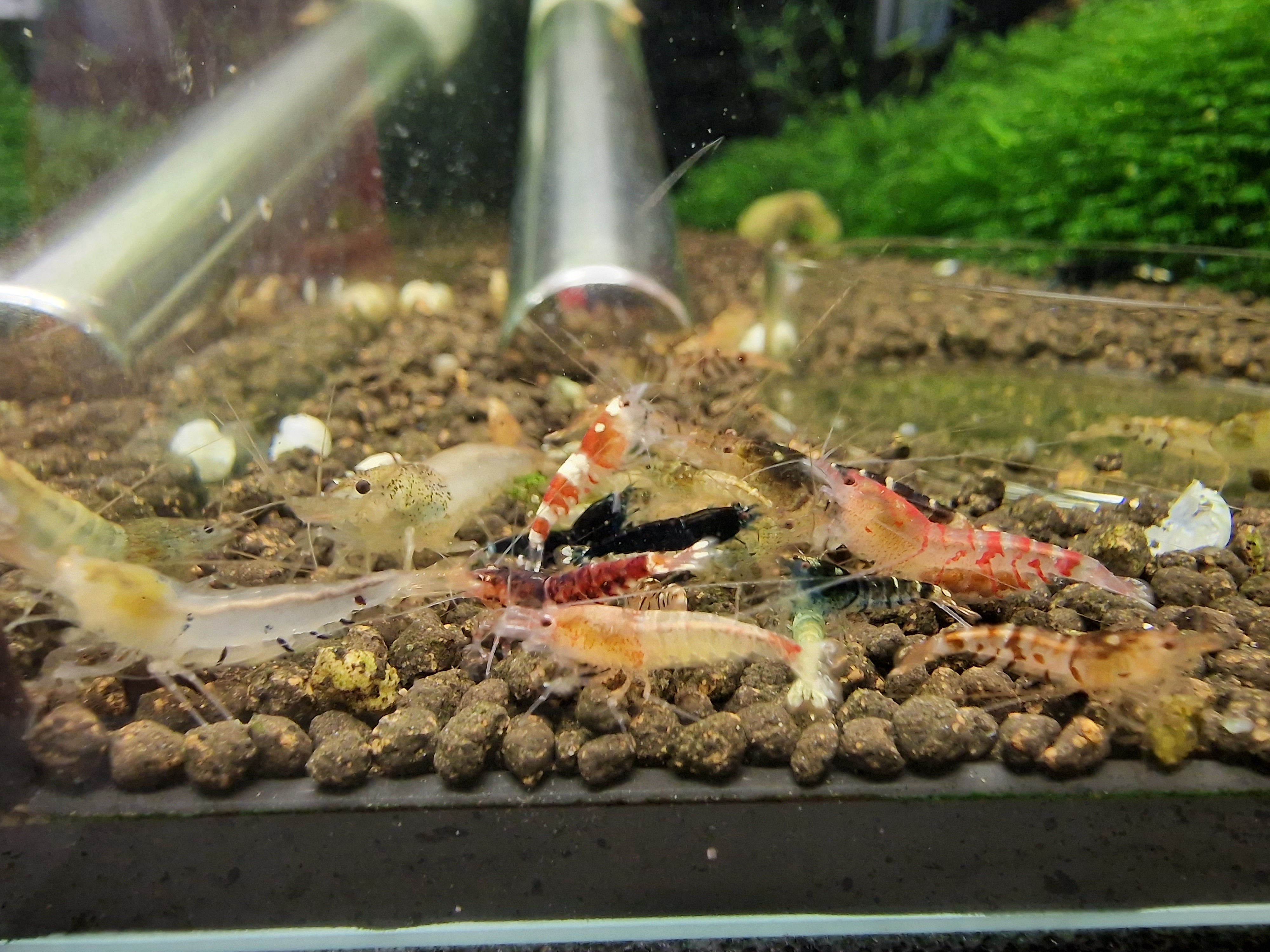 x10 Caridina mix, Tiger Shrimp mix