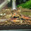 Thumbnail: x10 Caridina mix,  Tiger Shrimp mix