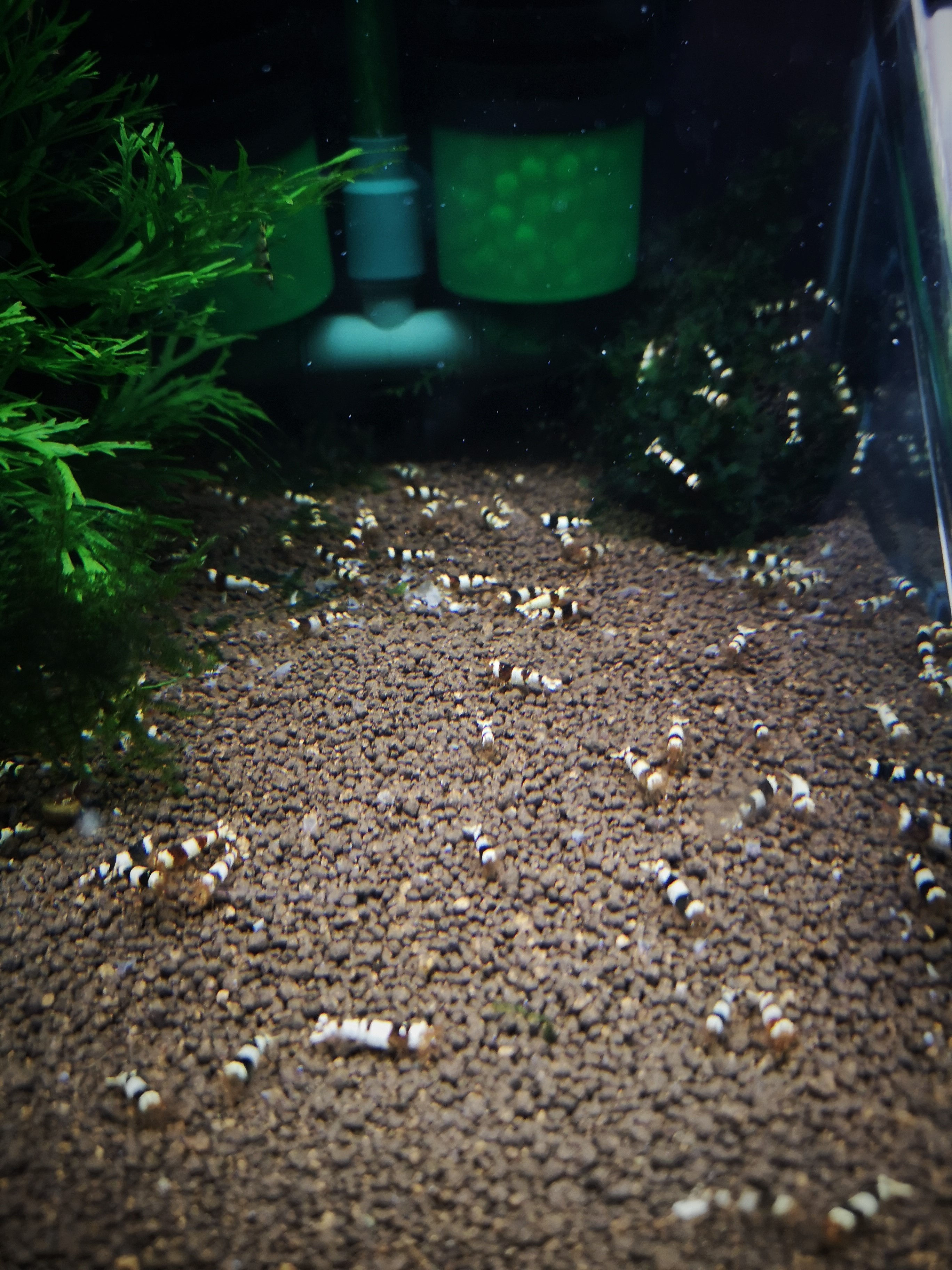 x10 Crystal Black Shrimp Grade A - SSS