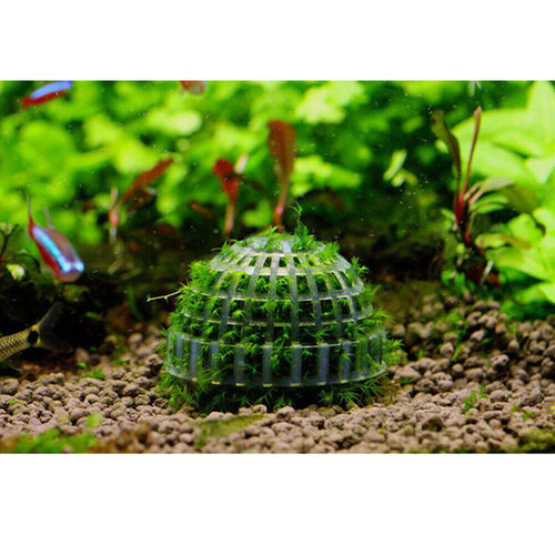 Aquatic Plants Pot Moss Ball, Mineral Balls, Cultivating Container Shrimpland