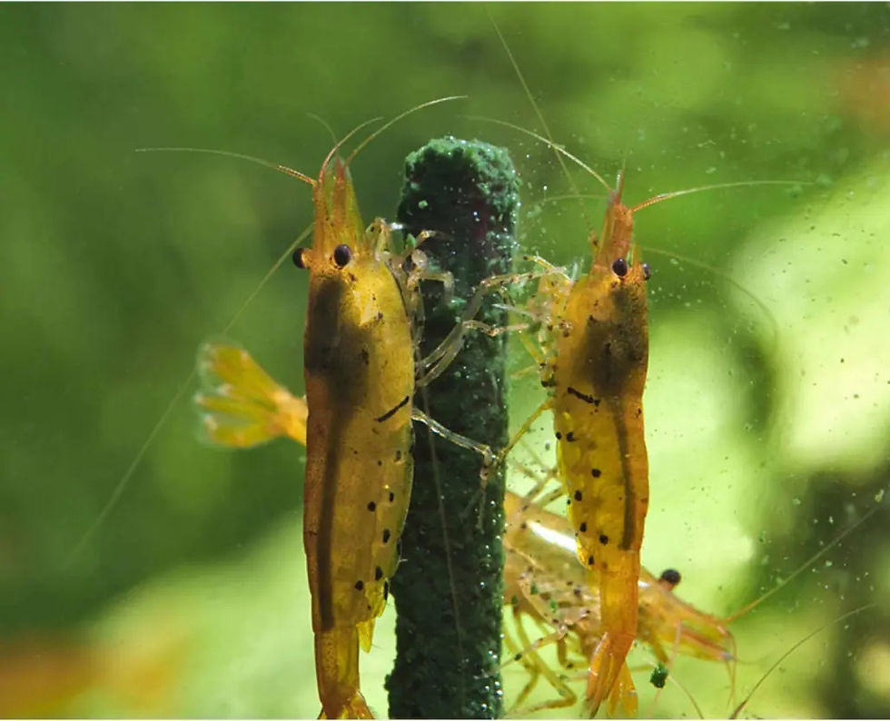 Thumbnail: GlasGarten Shrimp Lollies - 4in1 Basic Mix
