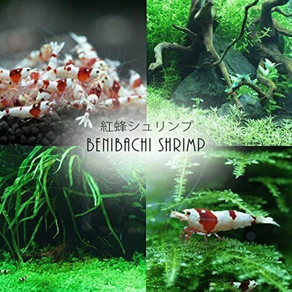 Thumbnail: Benibachi Planaria ZERO 12g, NO Planaria