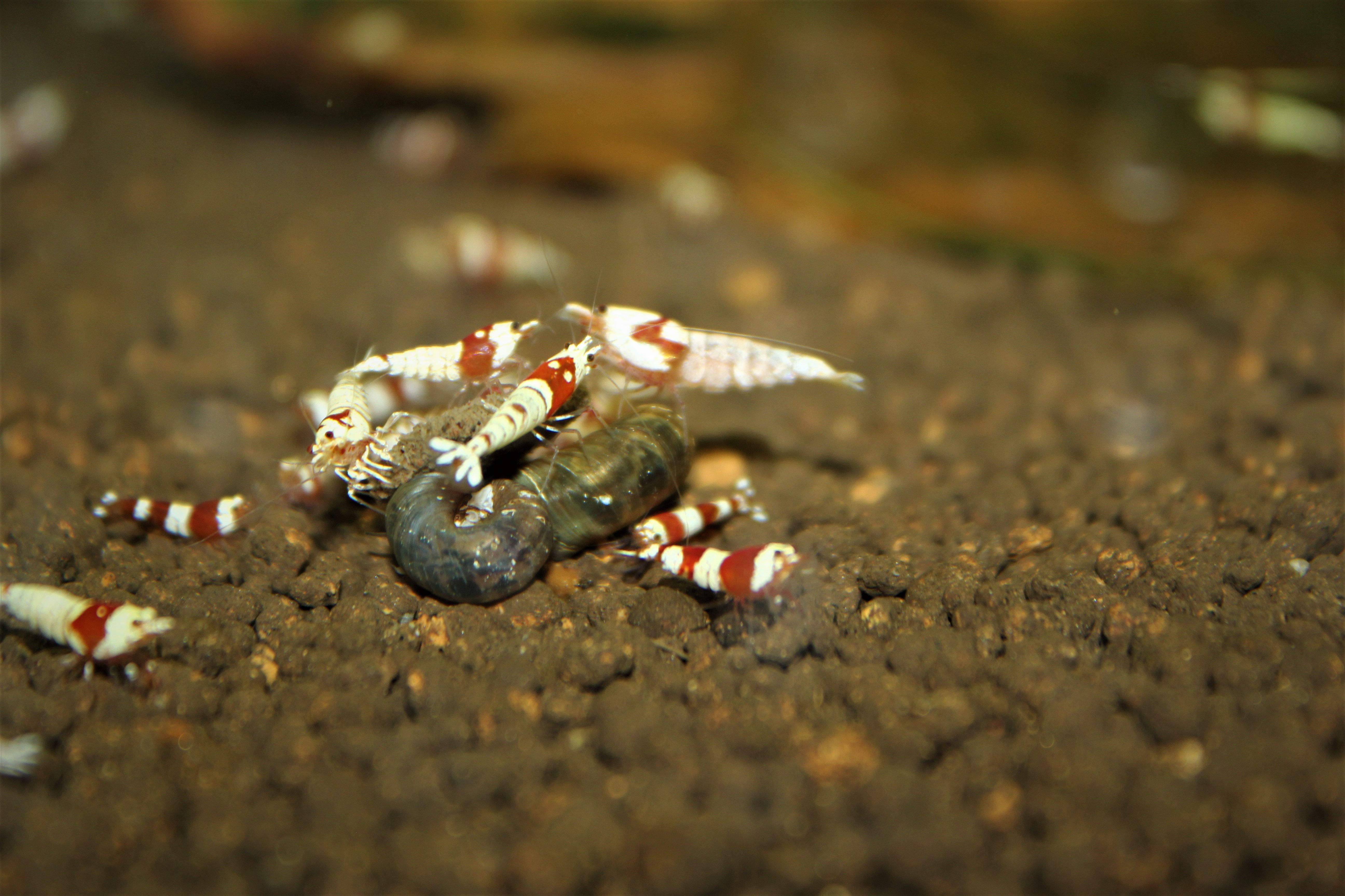 x10 Crystal Red Shrimp Grade A - SSS