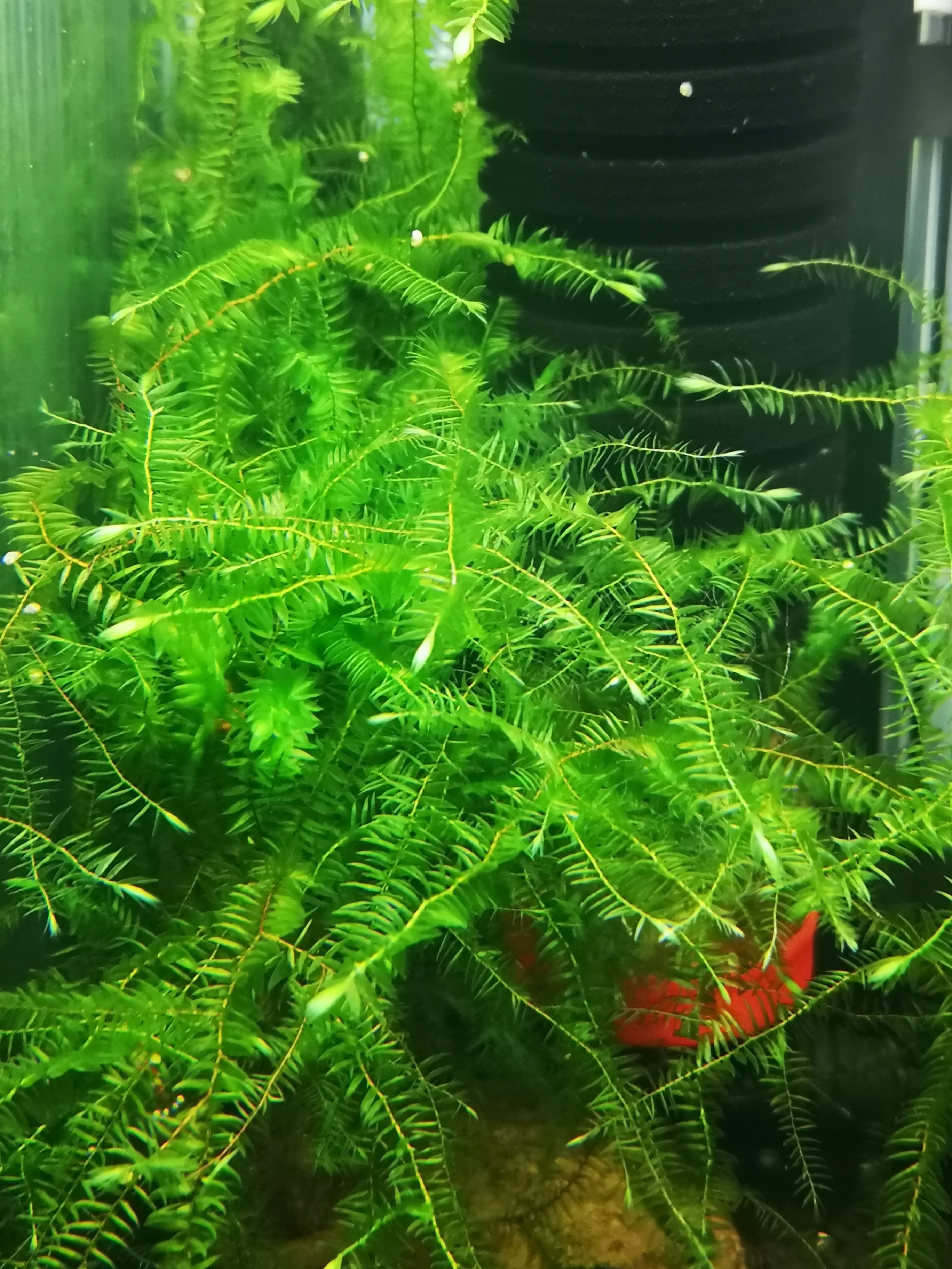 Fontinalis antipyretica (Willow Moss)