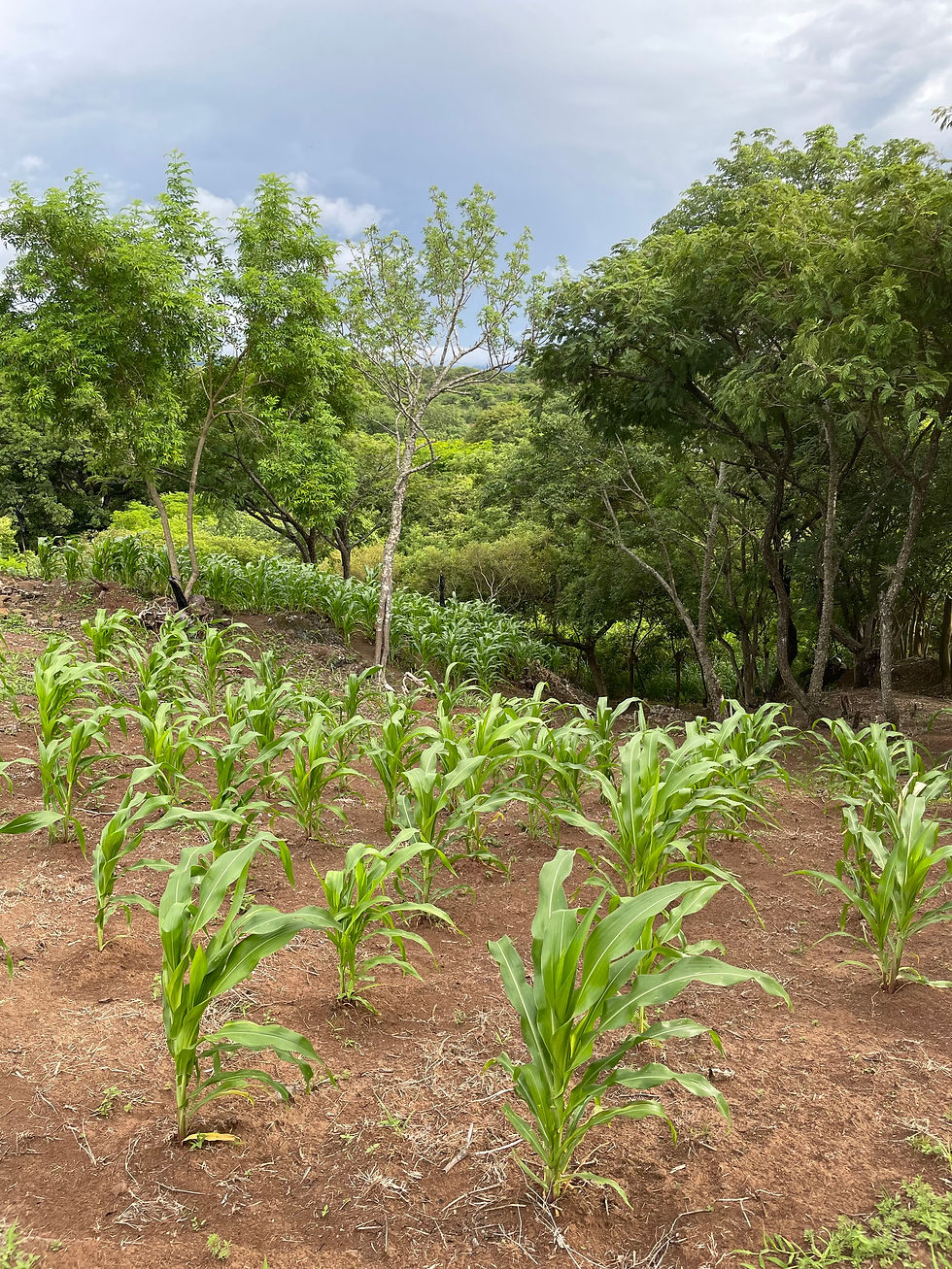 Crops planted by Rigo and Enger’s families