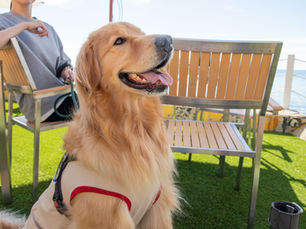 🐾【愛犬と一緒に行ける、ごほうび旅】🐾