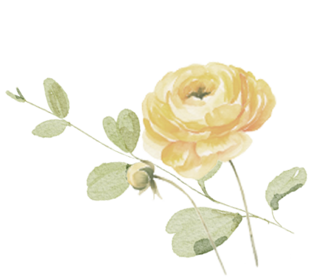 Pink Poppy Flowers