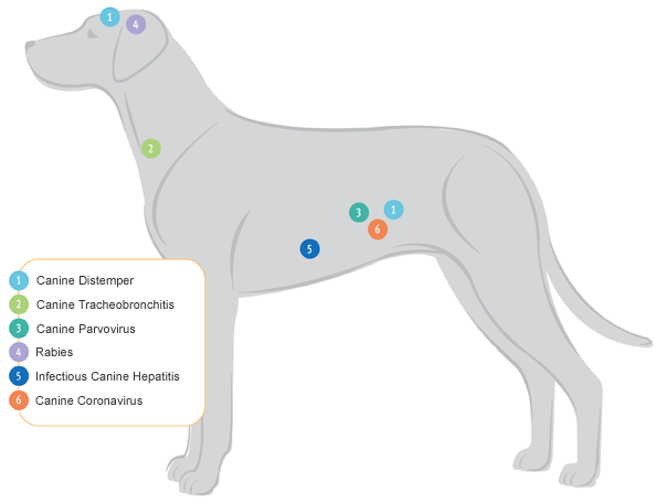 Canine diseases