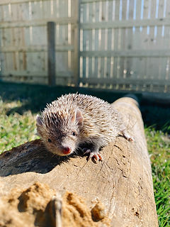 Plan Your Visit | Barn Hill Preserve