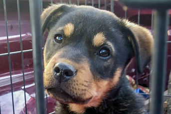 puppy2.jpeg