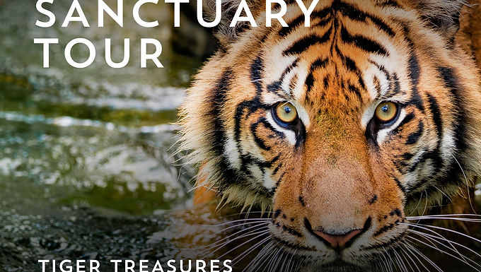 The Tiger Experience For 2 - $1,495