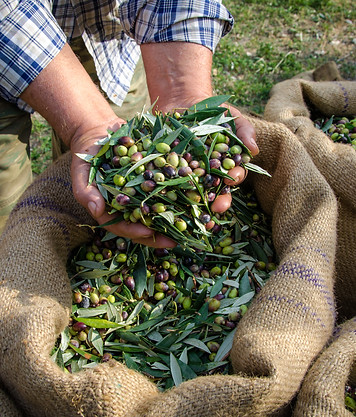 Man Holding Olives, olives, olive harvest