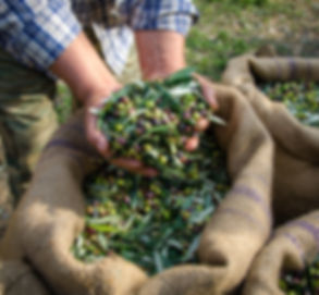 Man Holding Olives