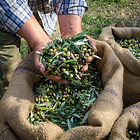 Man Holding Olives