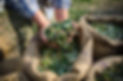 Man Holding Olives