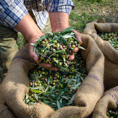 Día Mundial del Olivo