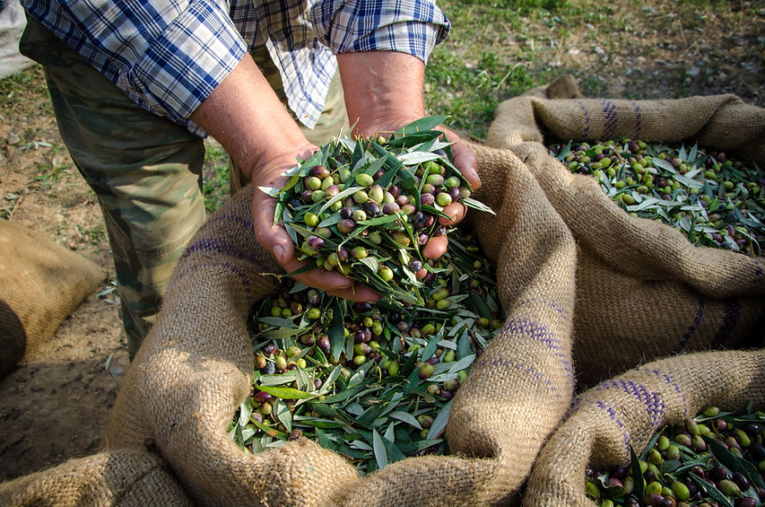 Man Holding Olives