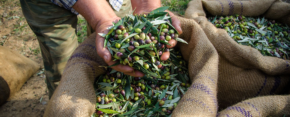 Man Holding Olives
