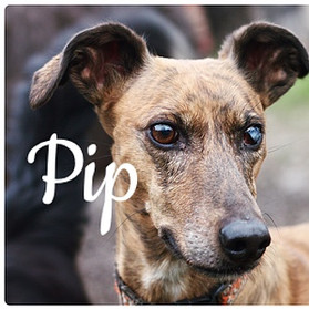 Pip