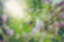 Butterflies_edited.jpg