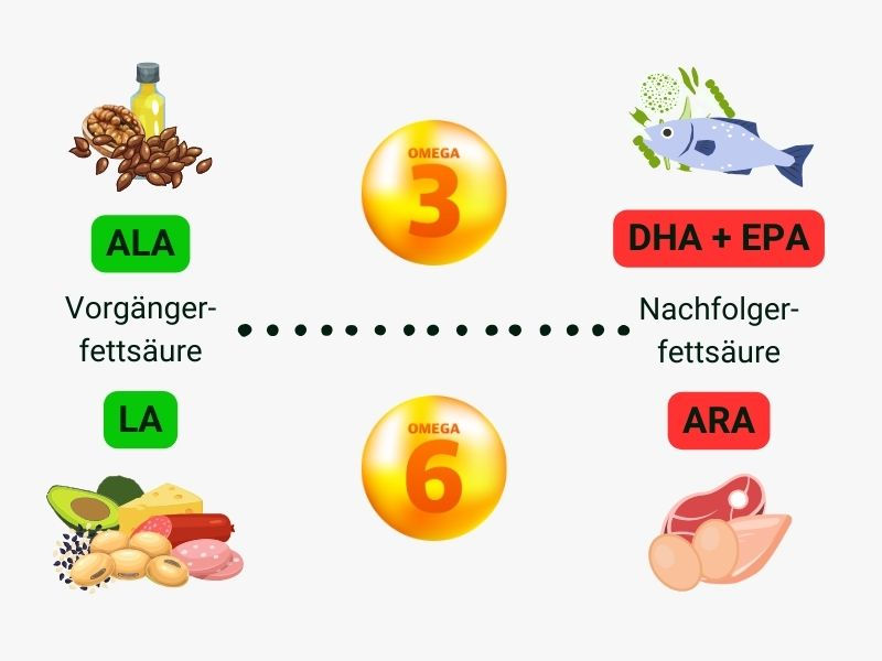 Umwandlung mehrfach ungesättigter Fettsäuren vollwertig pflanzliche ernährung