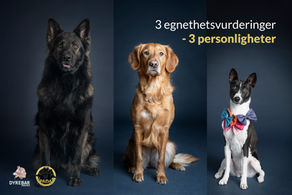 Personlighet hos hund og egnethetsvurdering