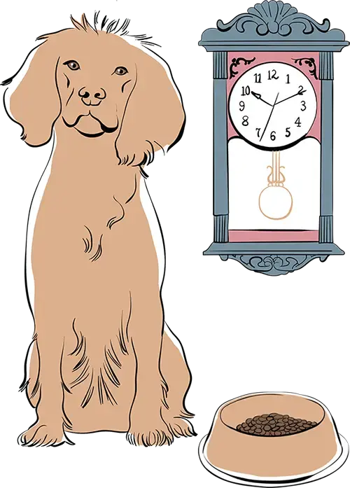 A sitting by a clock and a food bowl