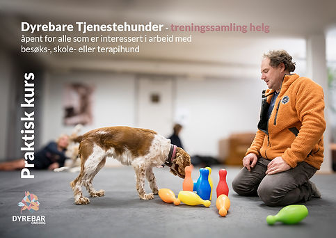 Dyrebare Tjenestehunder grunnferdigheter 1.2.jpg