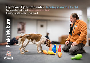 Dyrebare Tjenestehunder grunnferdigheter 2.2.jpg