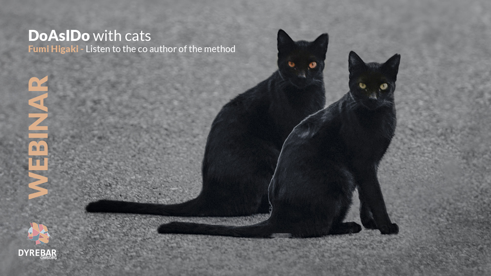 DO-AS-I-DO training with cats