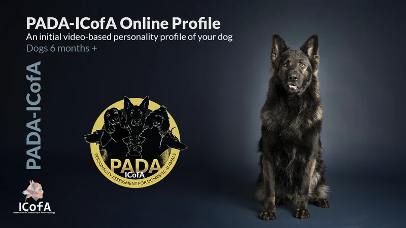 PADA-ICofA Online Profile. Get an initial personality profile of your dog based on video. Understand behaviour, strengths & sensitivities — a first step toward the full PADA-ICofA assessment.
