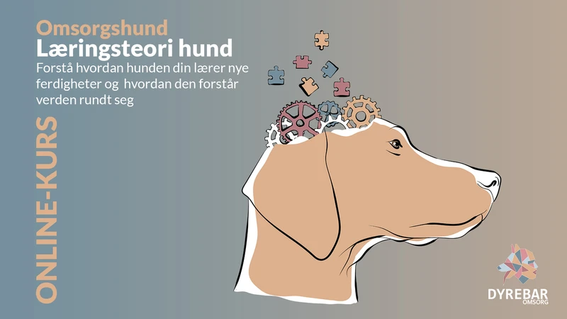 Forelesning - læringsteori hund