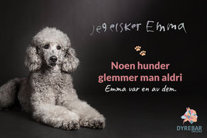 Til minne om terapi- og skolehunden Emma