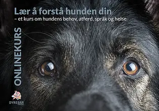 Lær å forstå hunden din