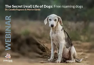 The secret (real) life of free roaming dogs