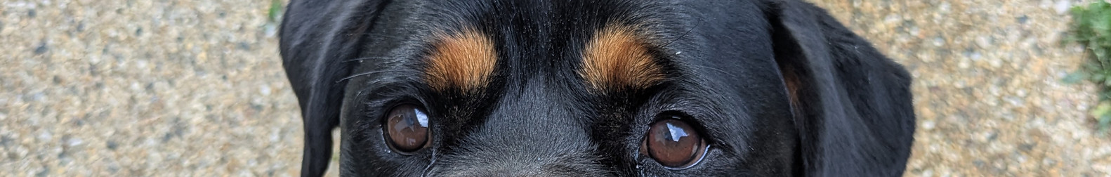 regard d'un chien