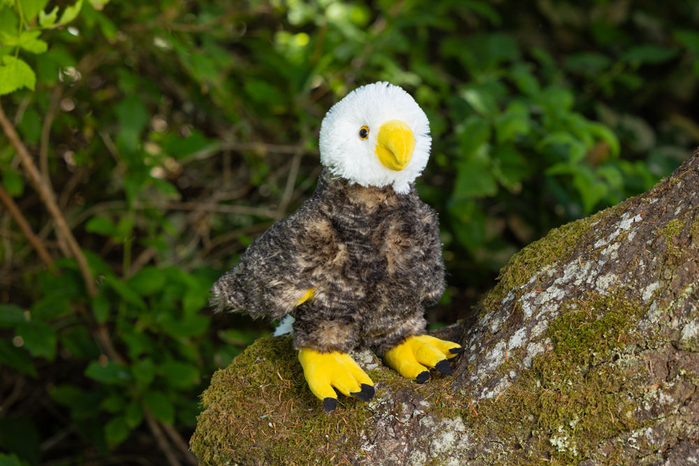 Stuffed Animal: Eagle
