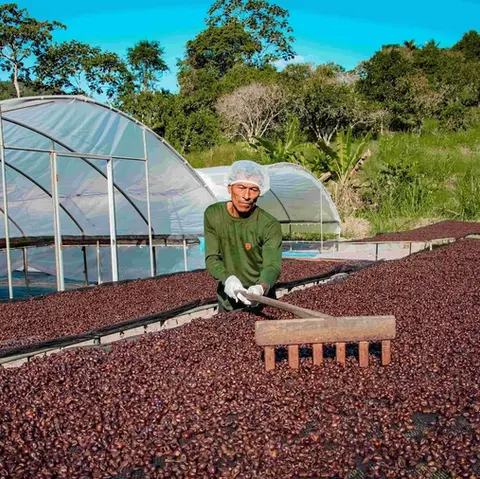 Cascara drying process
