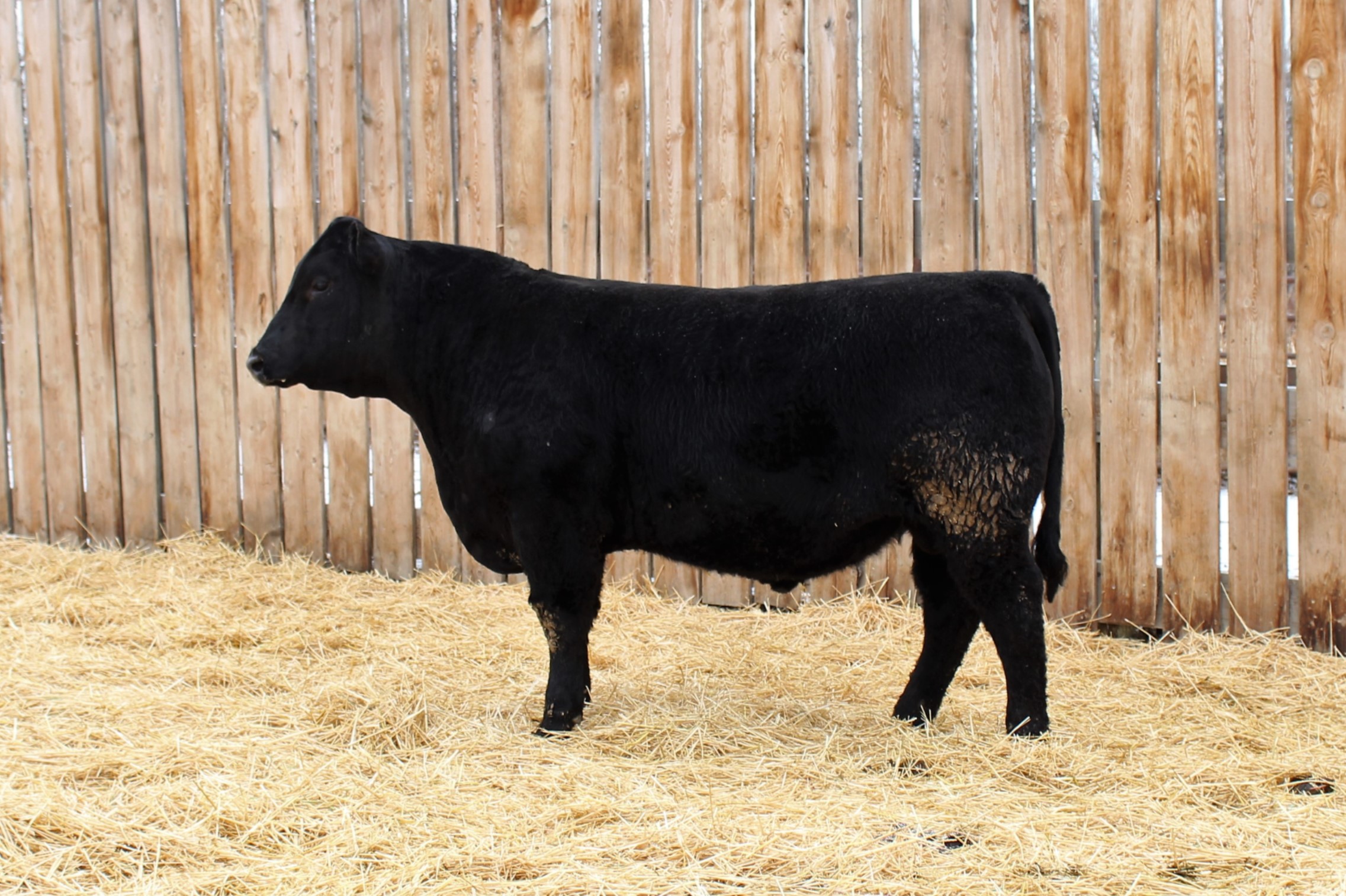 Lot 85