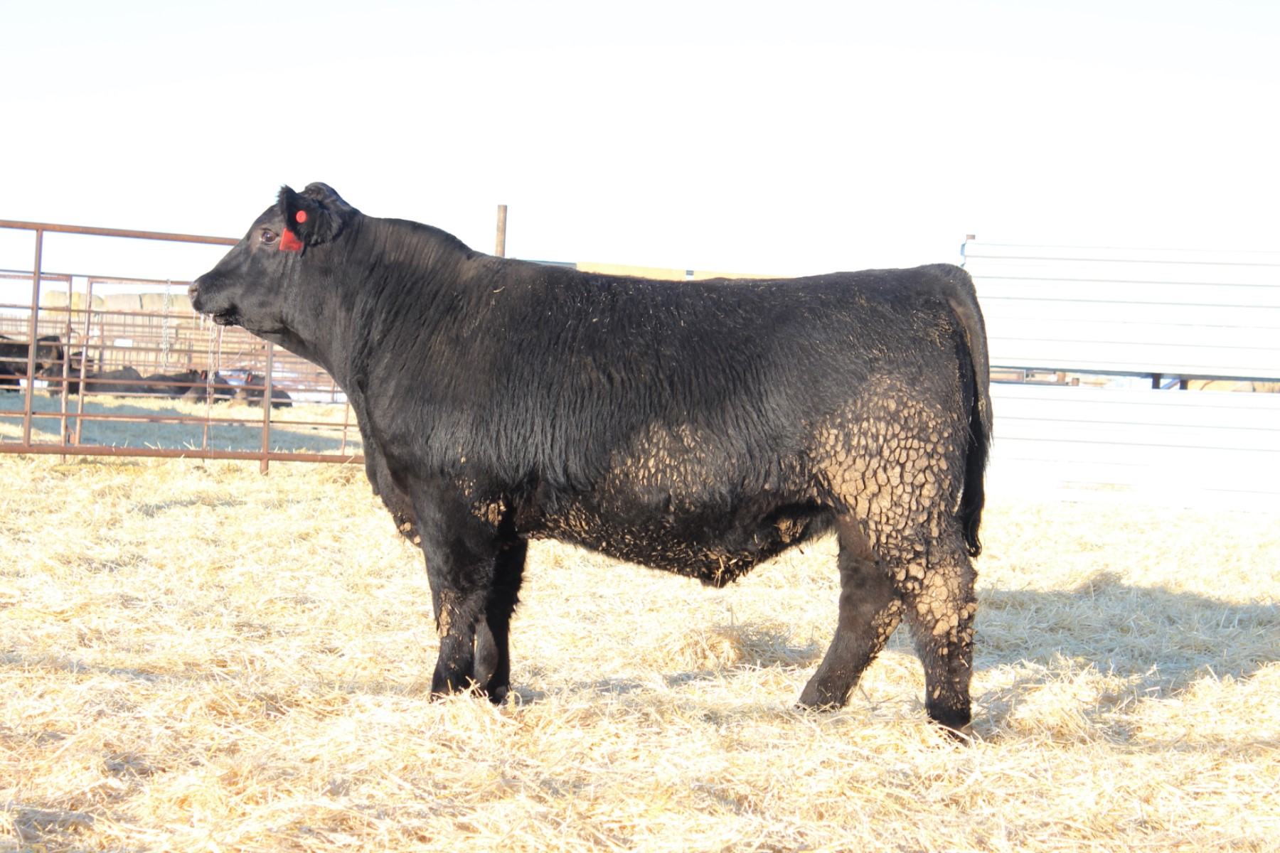 LOT 13
