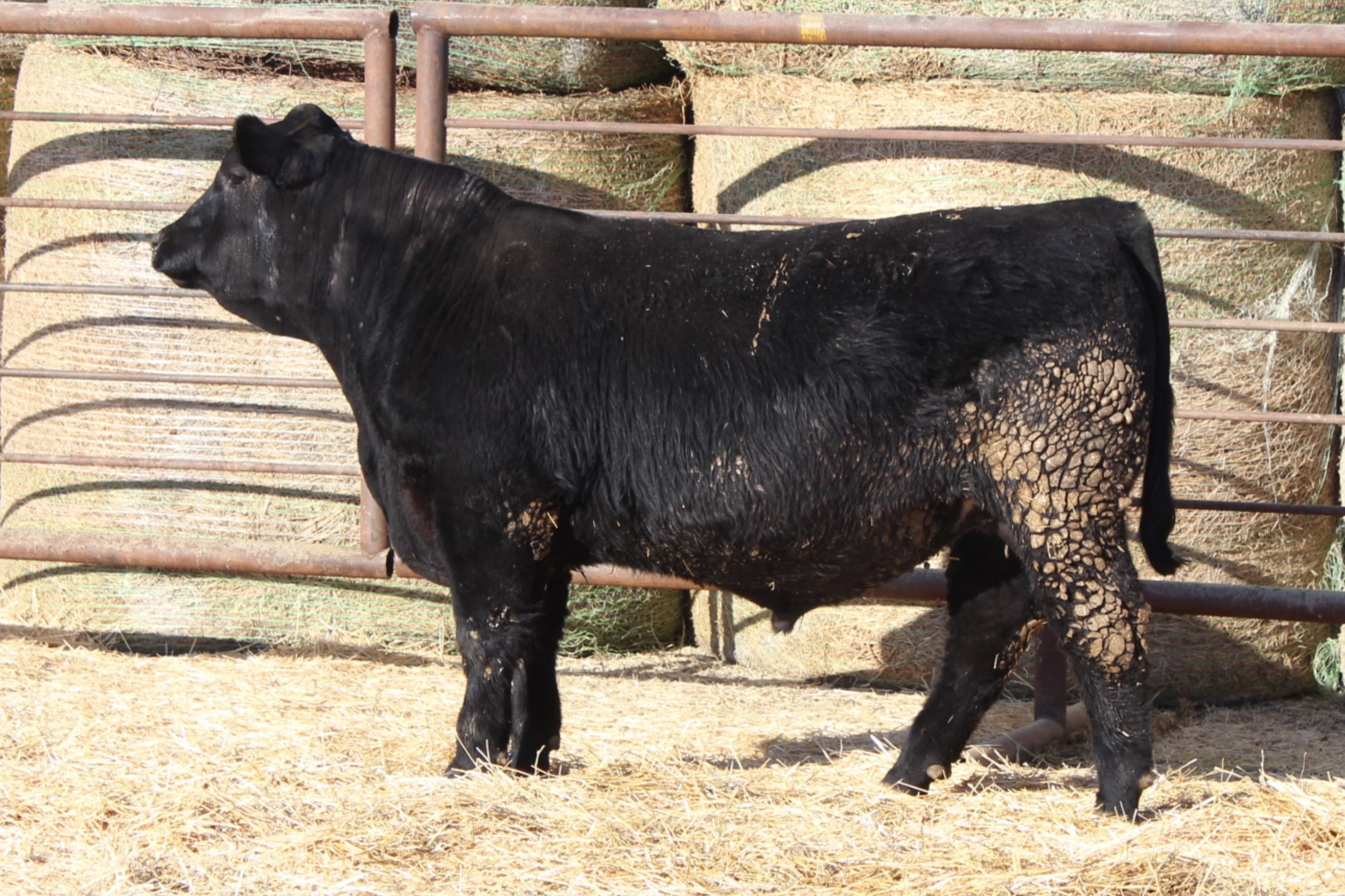 Lot 47