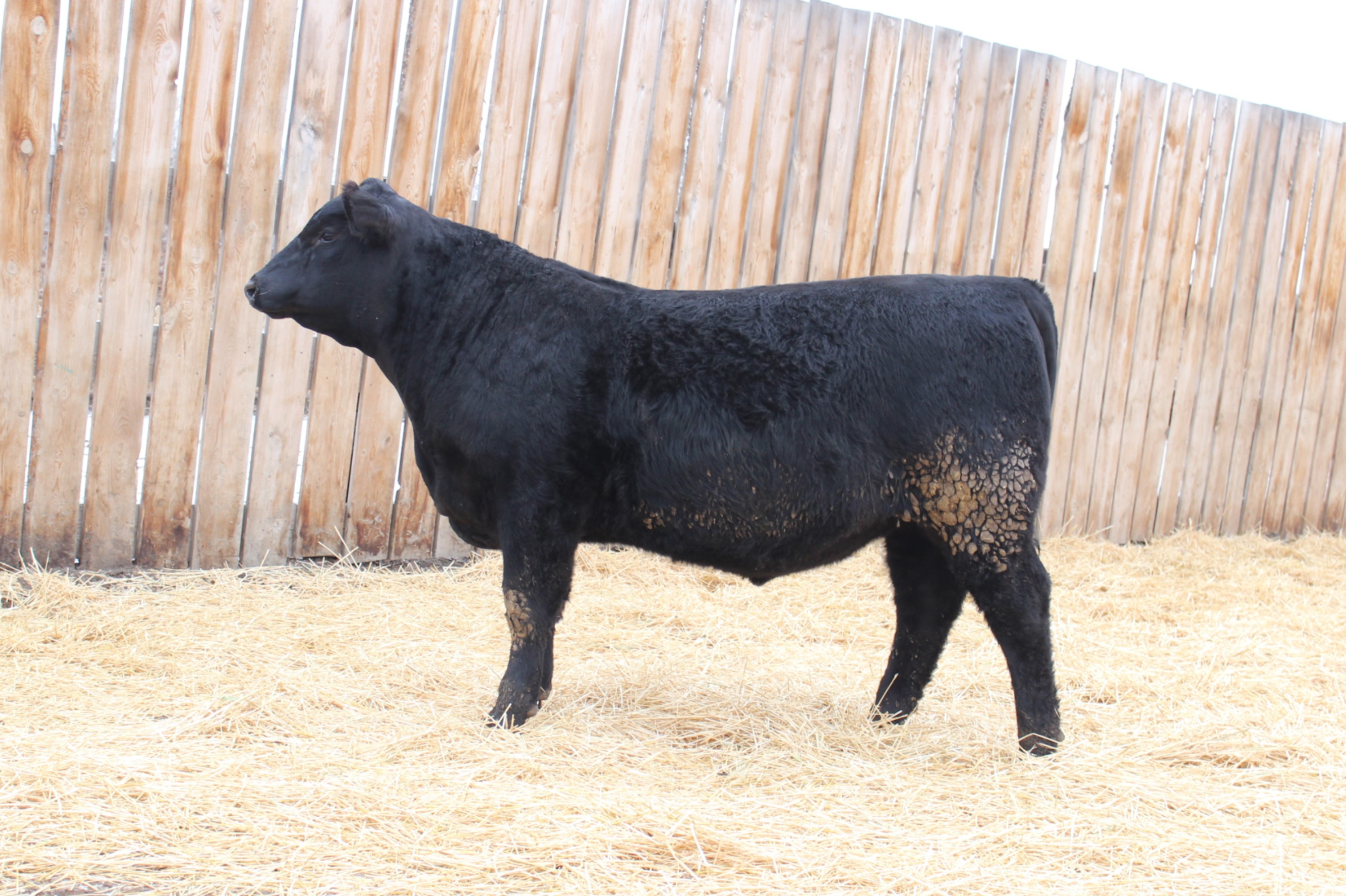 Lot 41