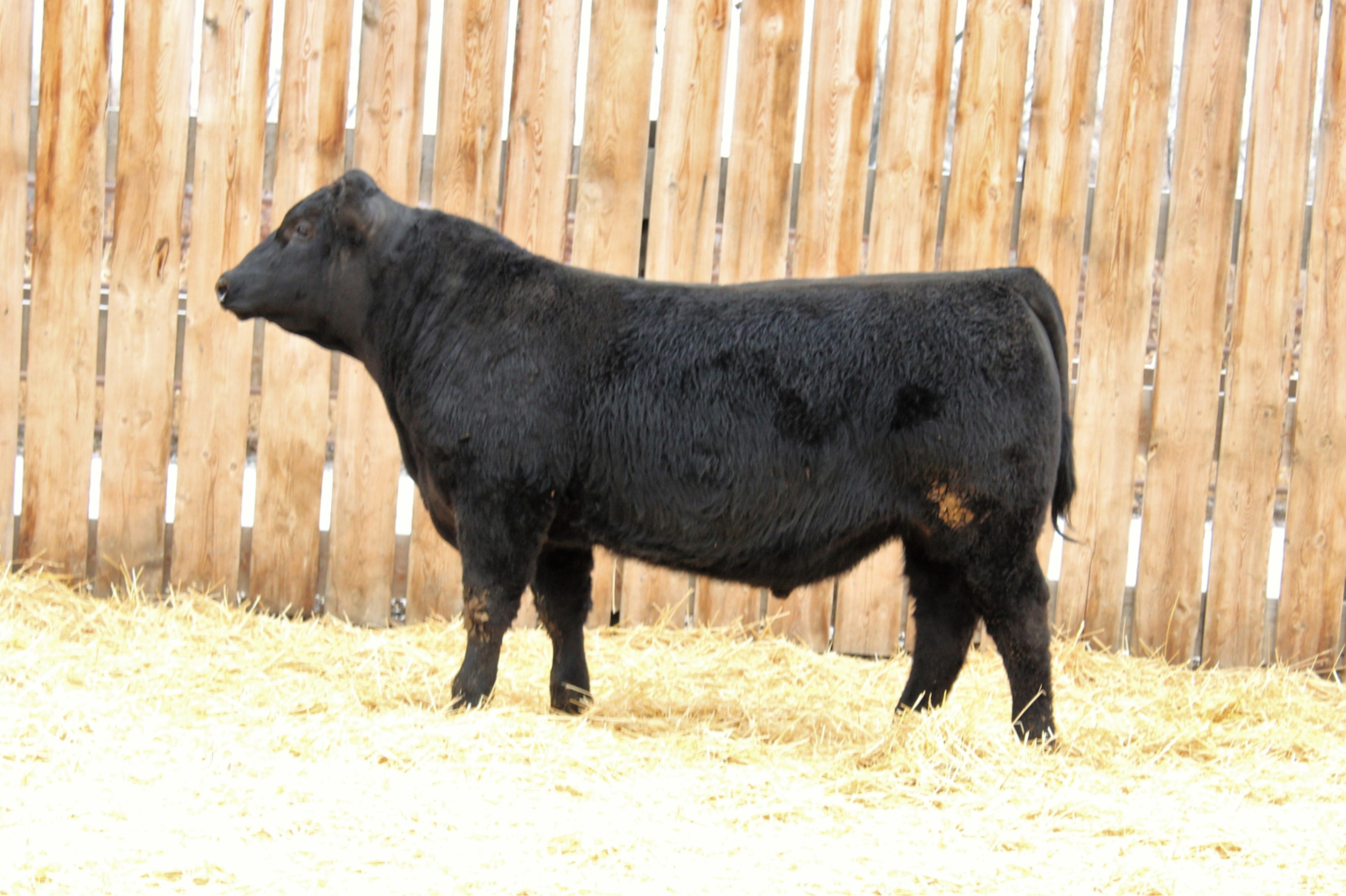 Lot 3