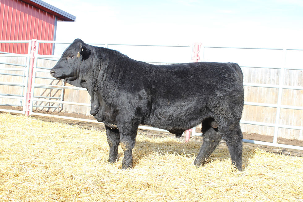 SRS Big League 0829B