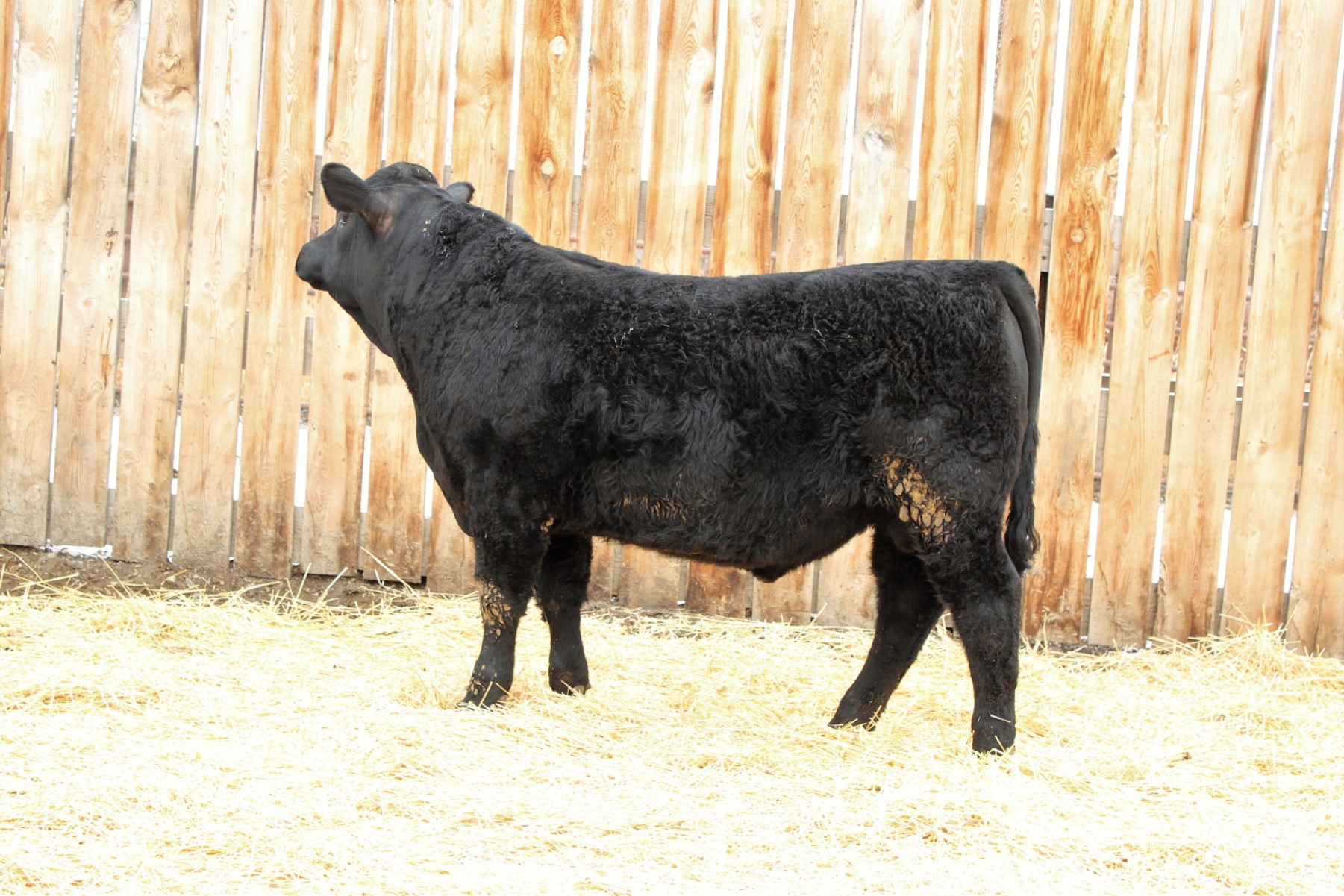 Lot 97