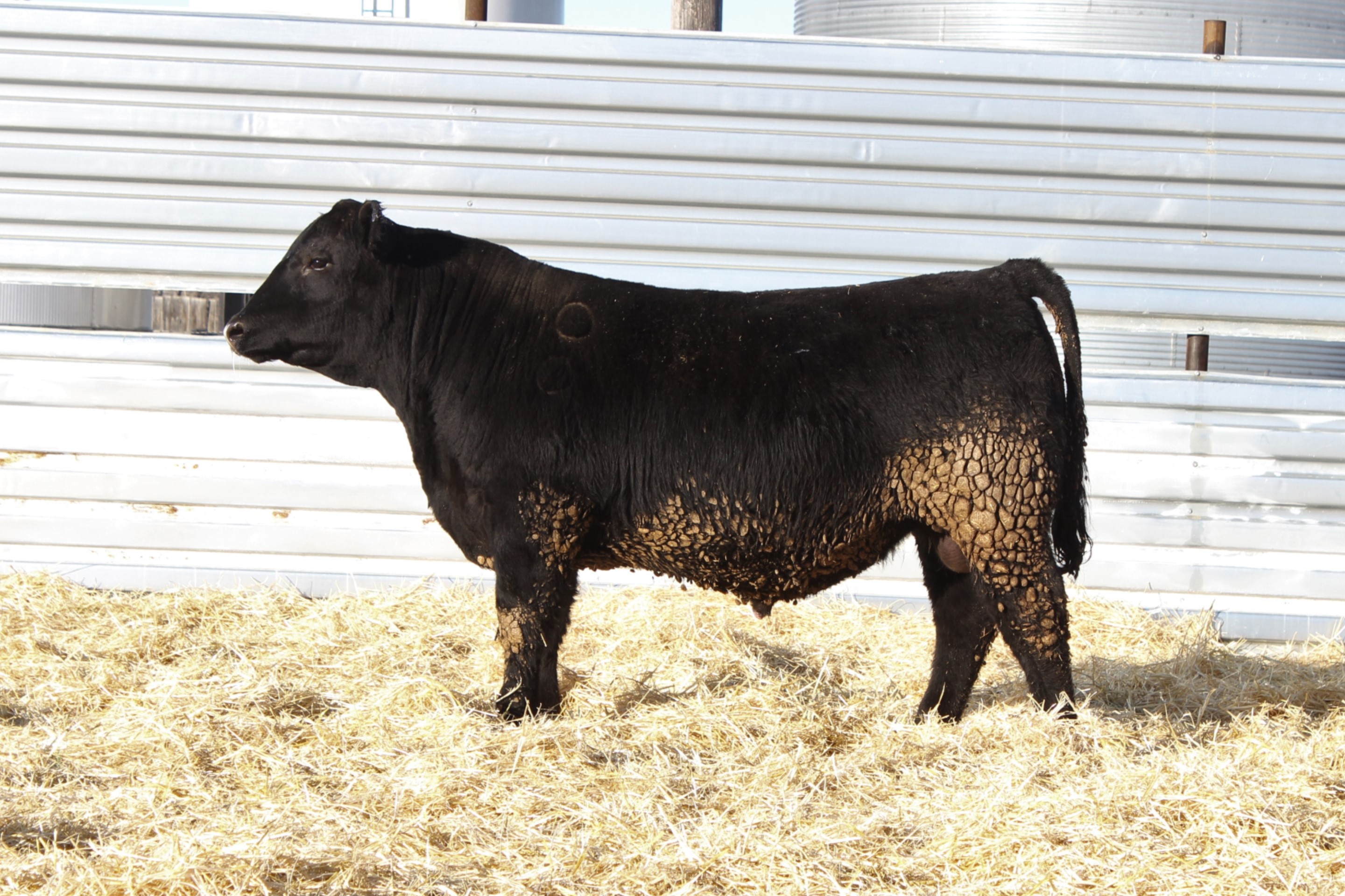 LOT 18