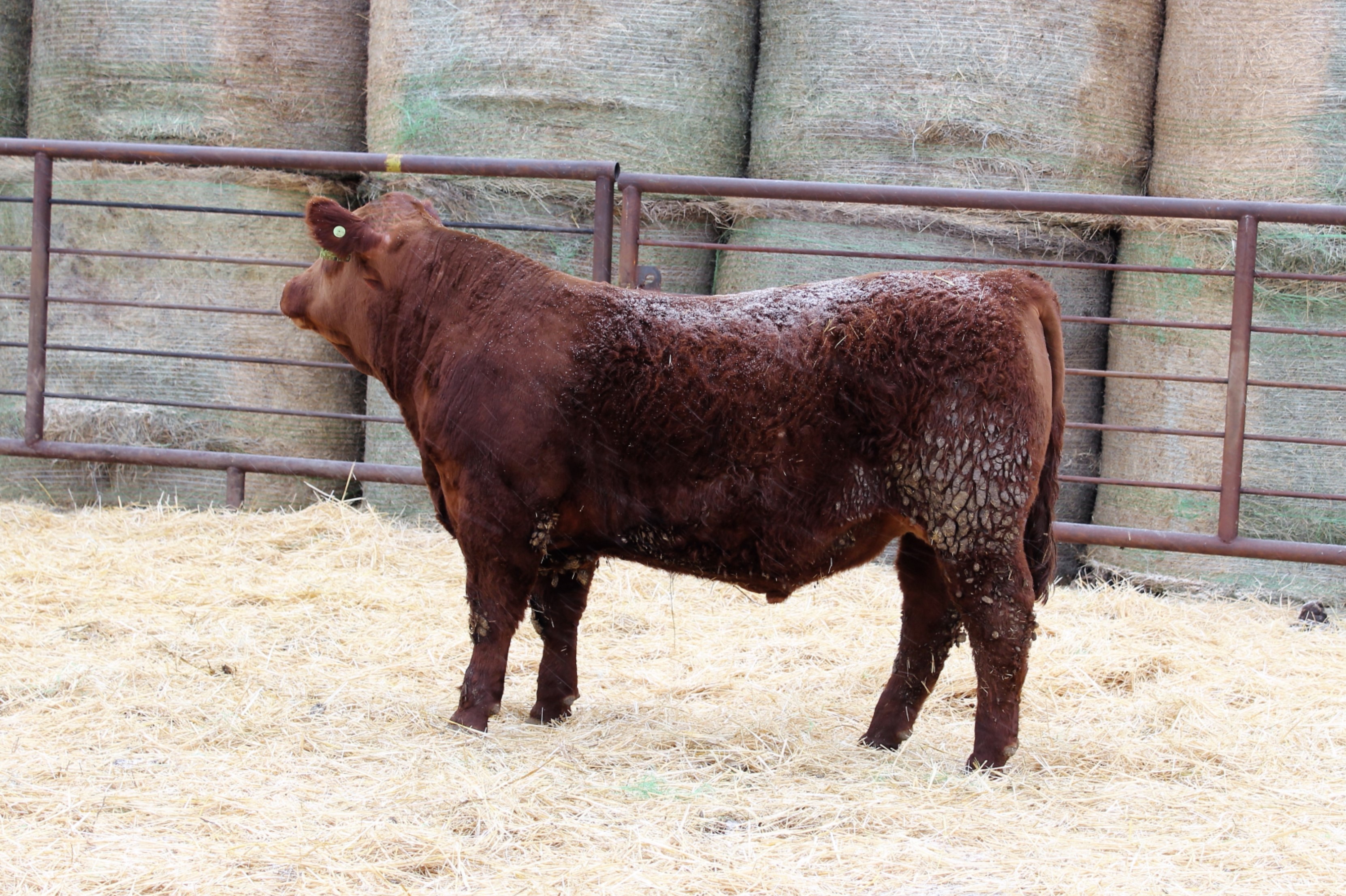 Lot 116