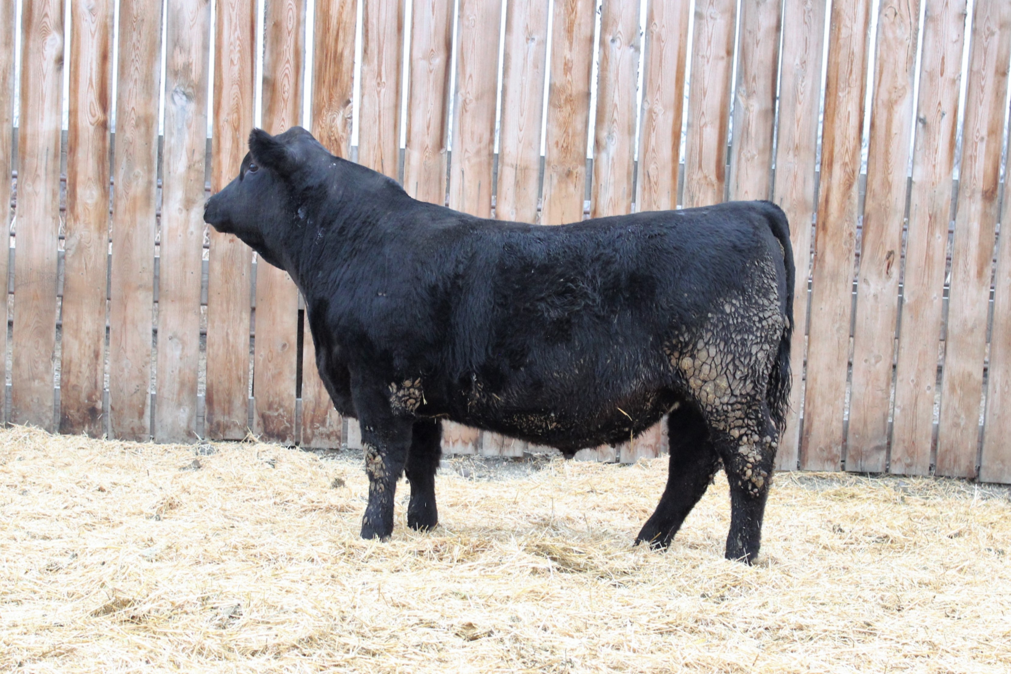 Lot 12