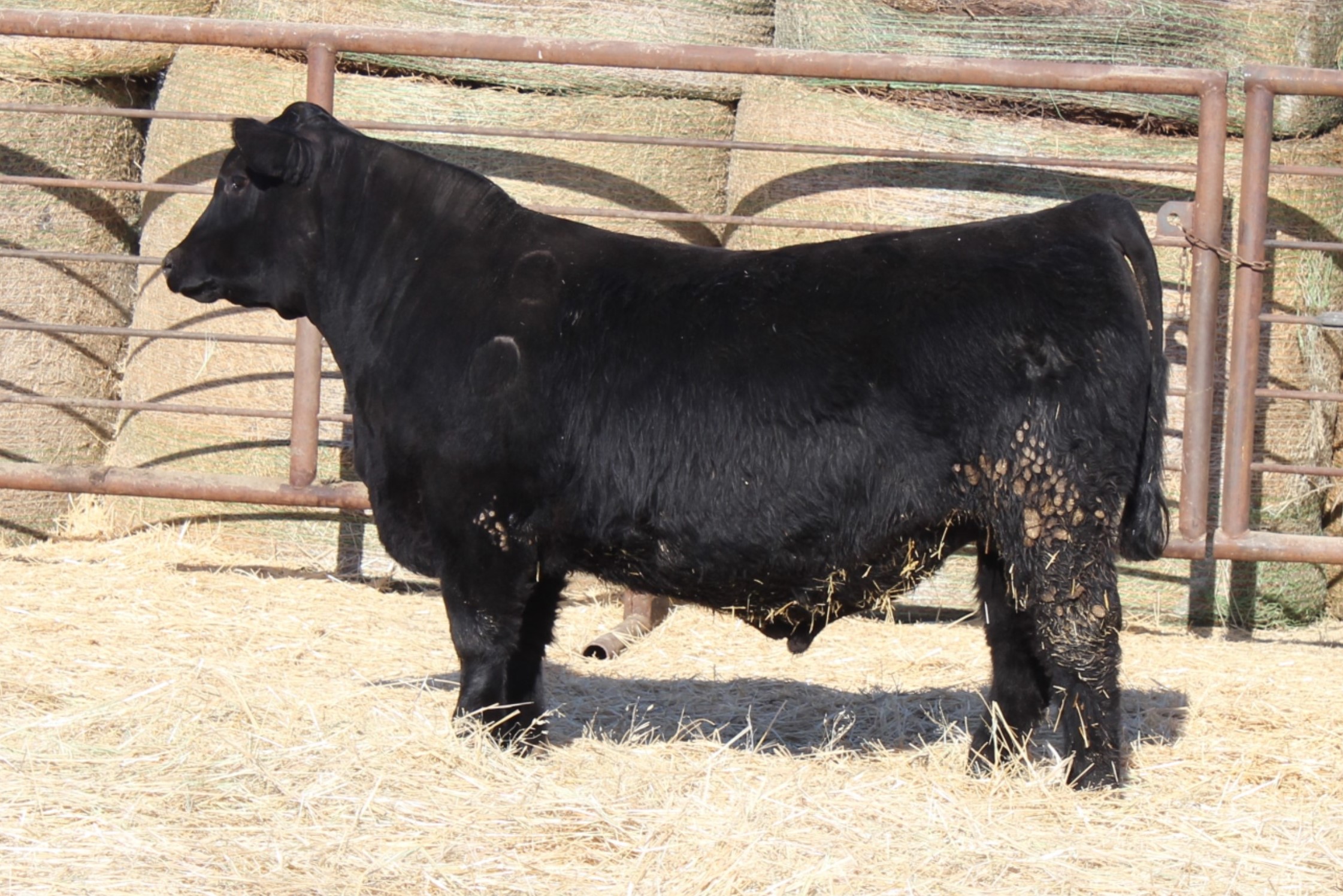 Lot 44